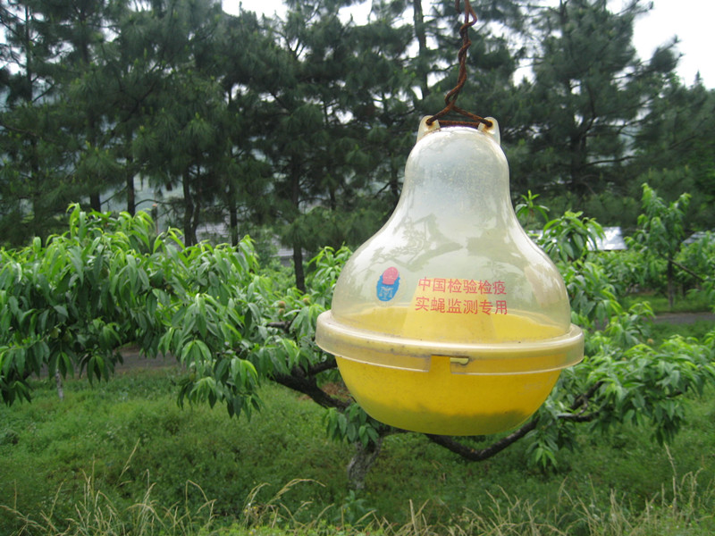 城山沟的水蜜桃都是物理除虫的哦_副本.jpg